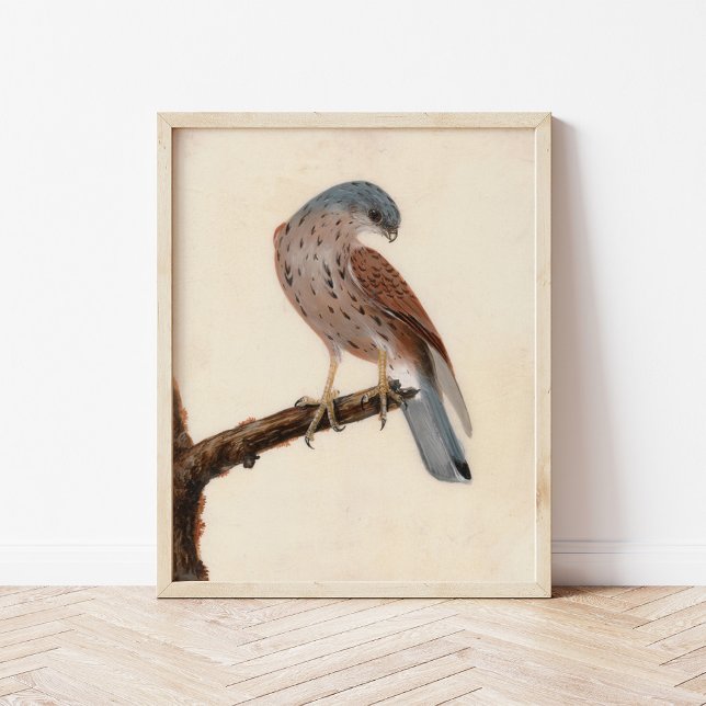 Póster Falcon Hen Kestrel | William Lewin (Subido por el creador)