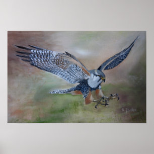Póster Falcon Poster