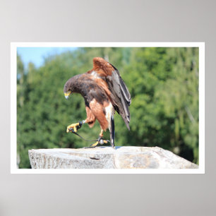 Póster Falconry Harris Hawk con Jess