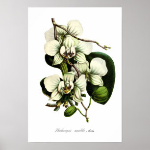 Póster Falenopsis amabilis