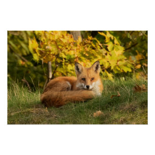 Póster Fall Fox