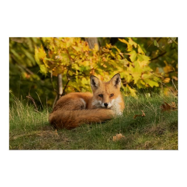 Póster Fall Fox (Anverso)