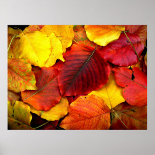 Póster Fall Pear Leaves Poster