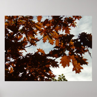 Póster Fall Transparent