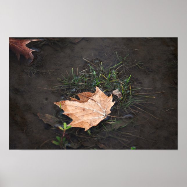 Póster Fallen Leaves Poster (Frente)