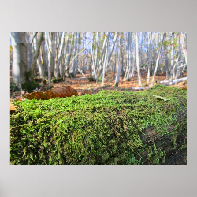 Póster Fallen Tree in Autumn Moss  - Personalised (Frente)