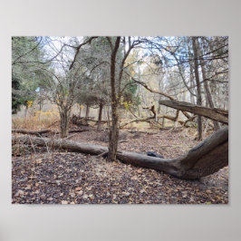 Póster Fallen Trees