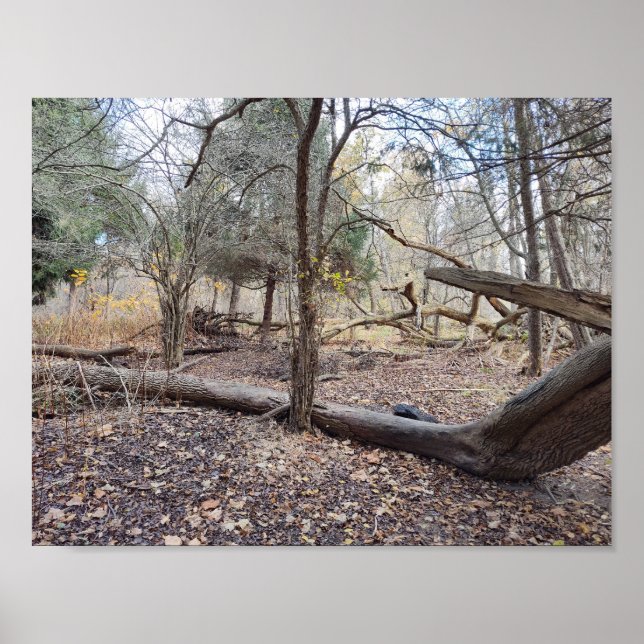 Póster Fallen Trees (Frente)