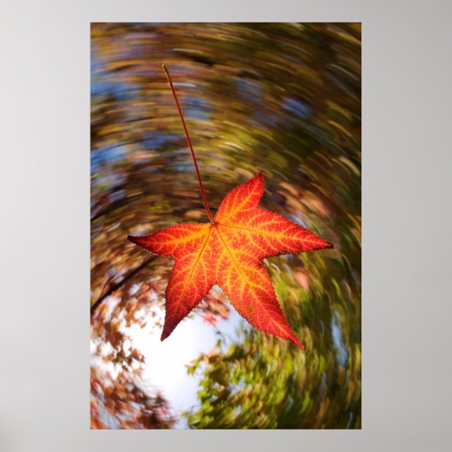 Póster Falling Leaf from a tree in autumn (Frente)