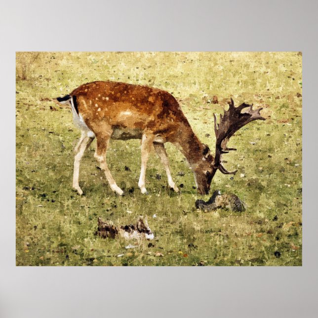 PÓSTER FALLOW DEER (Frente)