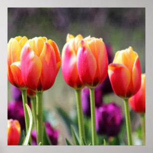 Póster Faln Tulips Aflame