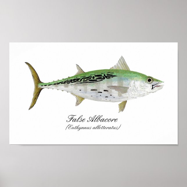 Póster Falsa atuna de albacore (Frente)