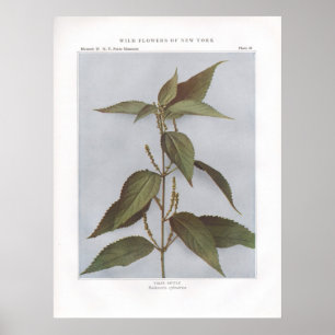 Póster Falso Nettle - Boehmeria cilindro