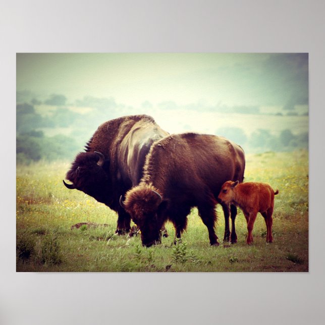 Póster Familia Americana de Búfalo (Bison) (Frente)