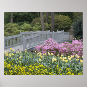Póster Familia Azalea Heath (Ericaceae), Tulipán, y