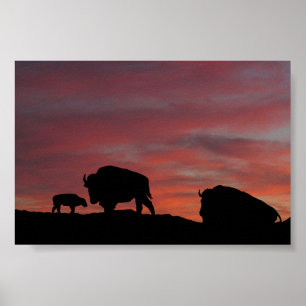 Póster Familia Bison