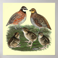 Familia Bobwhite Quail