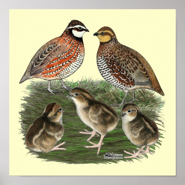 Póster Familia Bobwhite Quail (Frente)