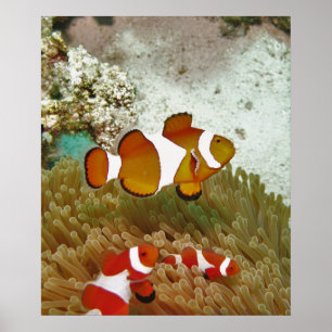 Póster Familia Bohol Clown Fish
