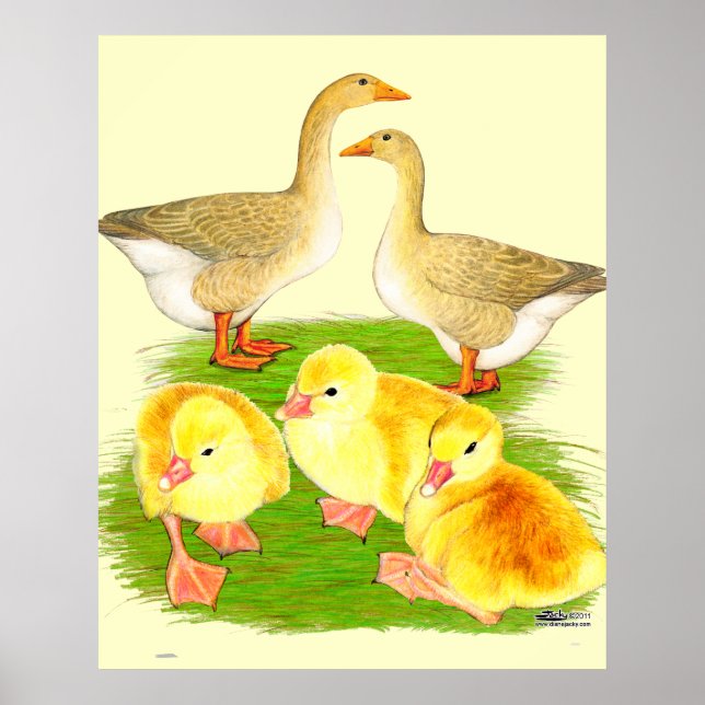 Póster Familia Buff Goose (Frente)