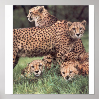 Póster Familia Cheetah