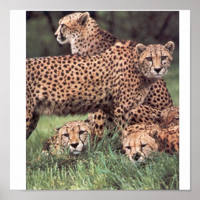 Póster Familia Cheetah (Frente)
