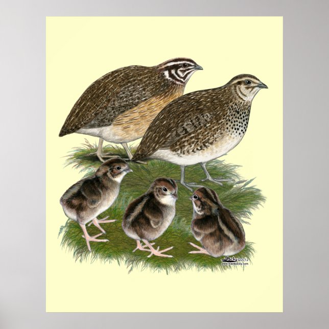 Póster Familia Coturnix Quail (Frente)