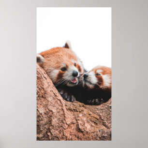 PÓSTER FAMILIA CUTE KOALA BEAR