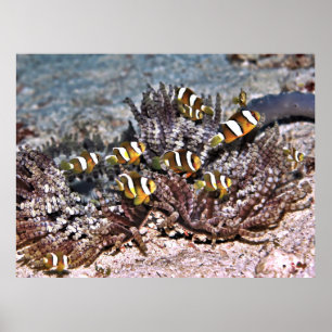 Póster Familia de Anenomefish de Clarke