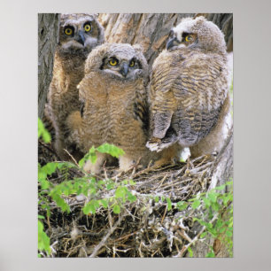 Póster Familia de búhos cornudos jóvenes (Bubo virginianu