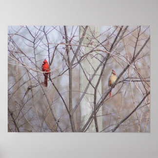 Póster Familia de cardenal