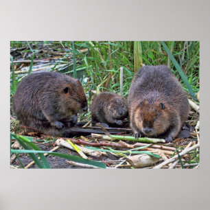 Póster Familia de castores