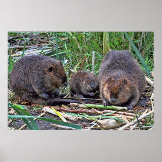 Póster Familia de castores