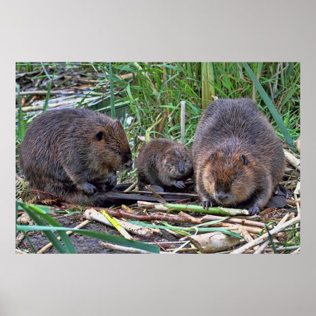 Póster Familia de castores (Frente)