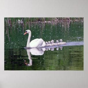 Póster Familia de cisnes