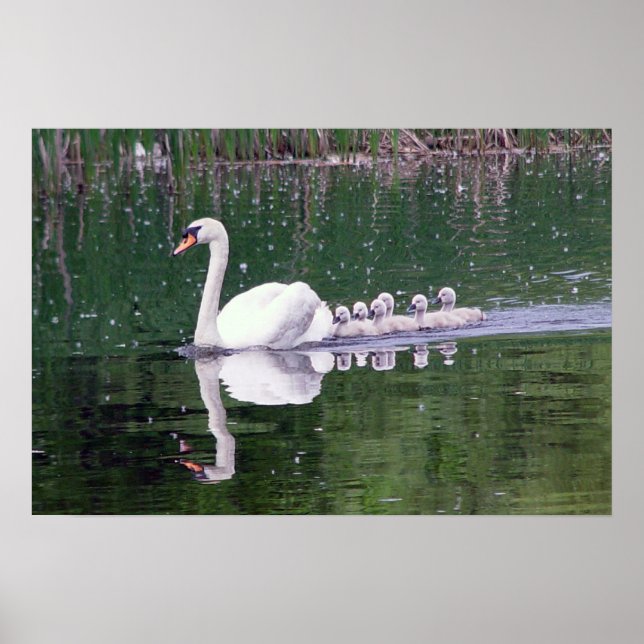 Póster Familia De Cisnes (Frente)