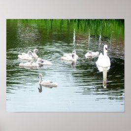 Póster Familia De Cisnes