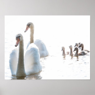 Póster Familia de cisnes blancos con crías High Key Fauna