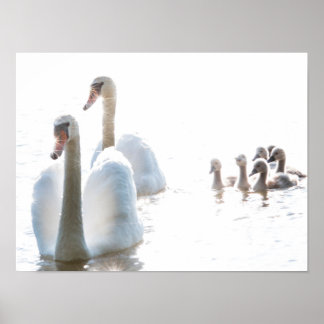 Póster Familia de cisnes blancos con crías High Key Fauna