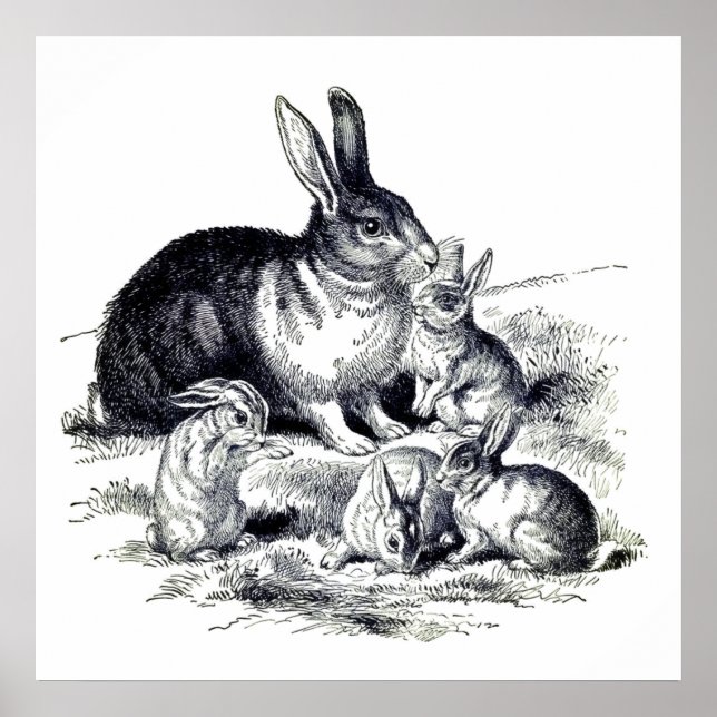 Póster Familia de conejos vintage (Frente)