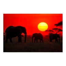 Familia de elefantes al atardecer