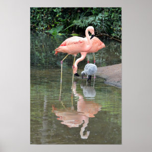 Póster Familia de Flamencos Vadeando