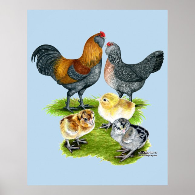Póster Familia de Gallinas Ameraucanas (Frente)