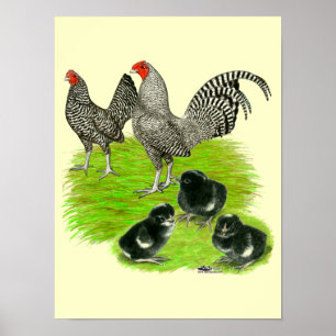 Póster Familia de gallinas enanas Old English Barred