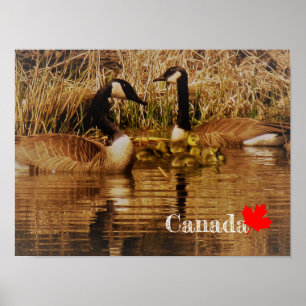 Póster Familia de Ganso de Canadá Bebés Lindos Ansarinos 