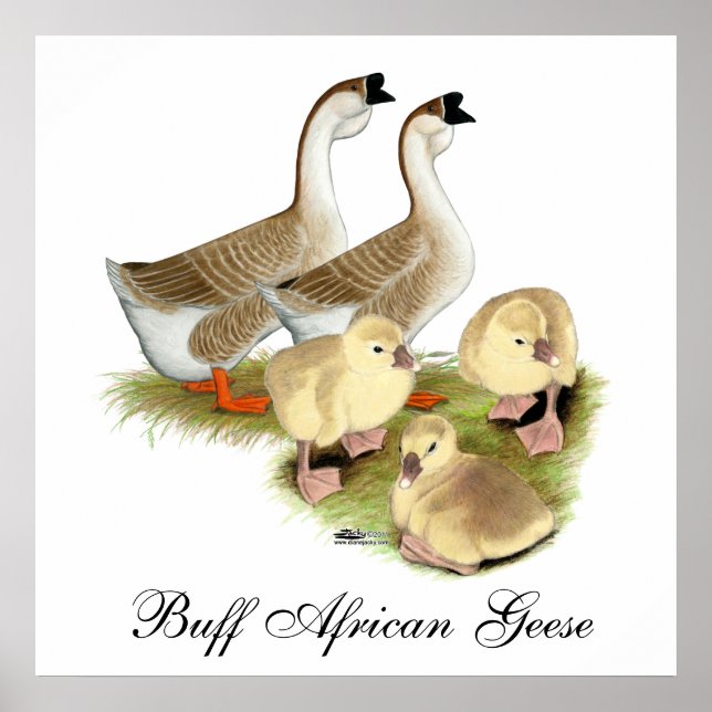 Póster Familia de gansos africanos búfer (Frente)
