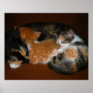 Póster Familia de gatitos somnolientos