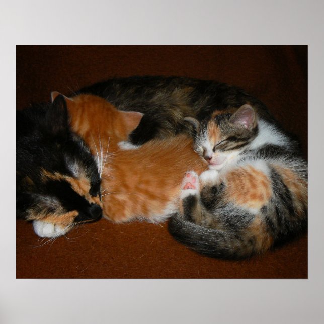 Póster Familia de gatitos somnolientos (Frente)