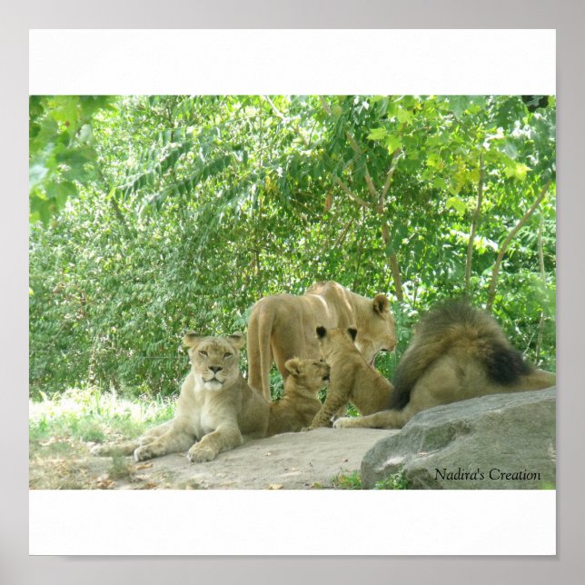 Póster Familia de leones (Frente)