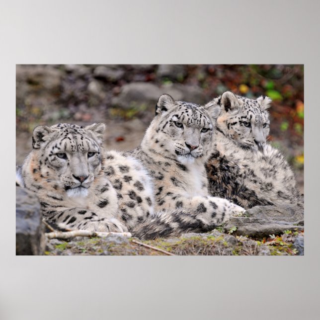 Póster Familia de Leopardos Blancos de Black Spots (Frente)